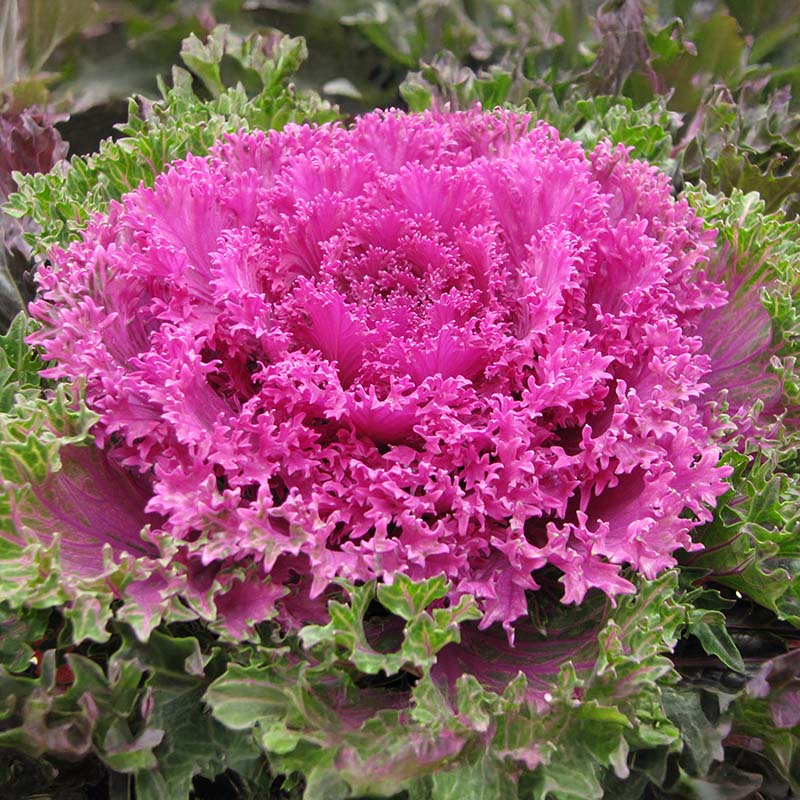 Ornamental Kale Glamour Red F1 Seed