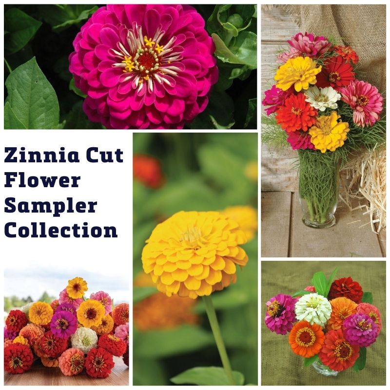 Zinnia Cut Flower Sampler Collection Seed