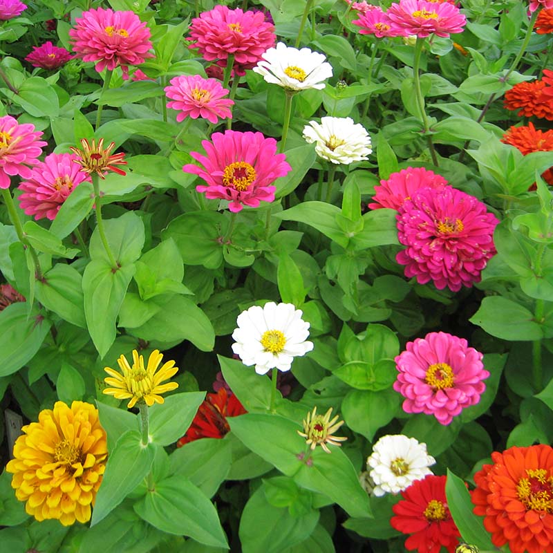 Zinnia Cut Flower Sampler Collection Seed