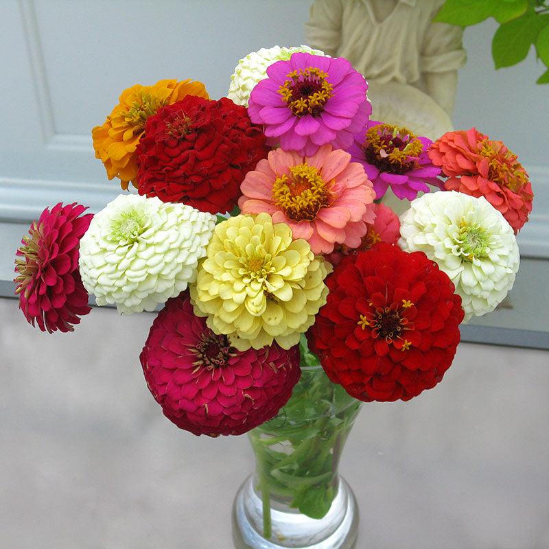 Zinnia Cut Flower Sampler Collection Seed