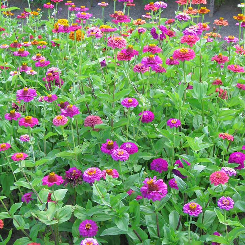 Zinnia Cut Flower Sampler Collection Seed