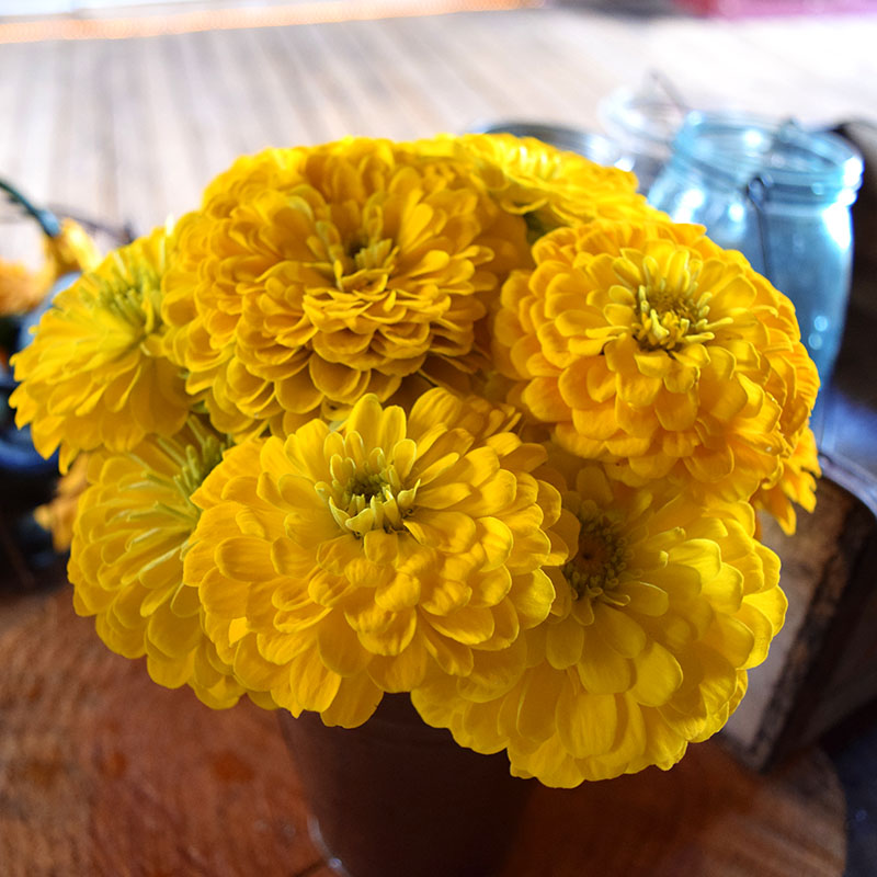 Zinnia Cut Flower Sampler Collection Seed