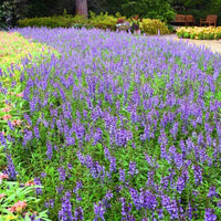 Angelonia Serena Blue F1 Seed