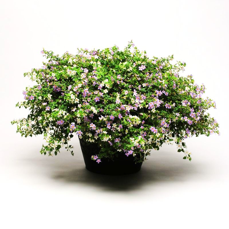 Bacopa Fuseables Utopia Seed