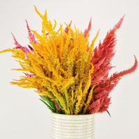 Celosia Sunday Mix Seed