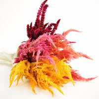 Celosia Sunday Mix Seed