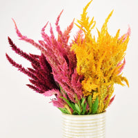 Celosia Sunday Mix Seed