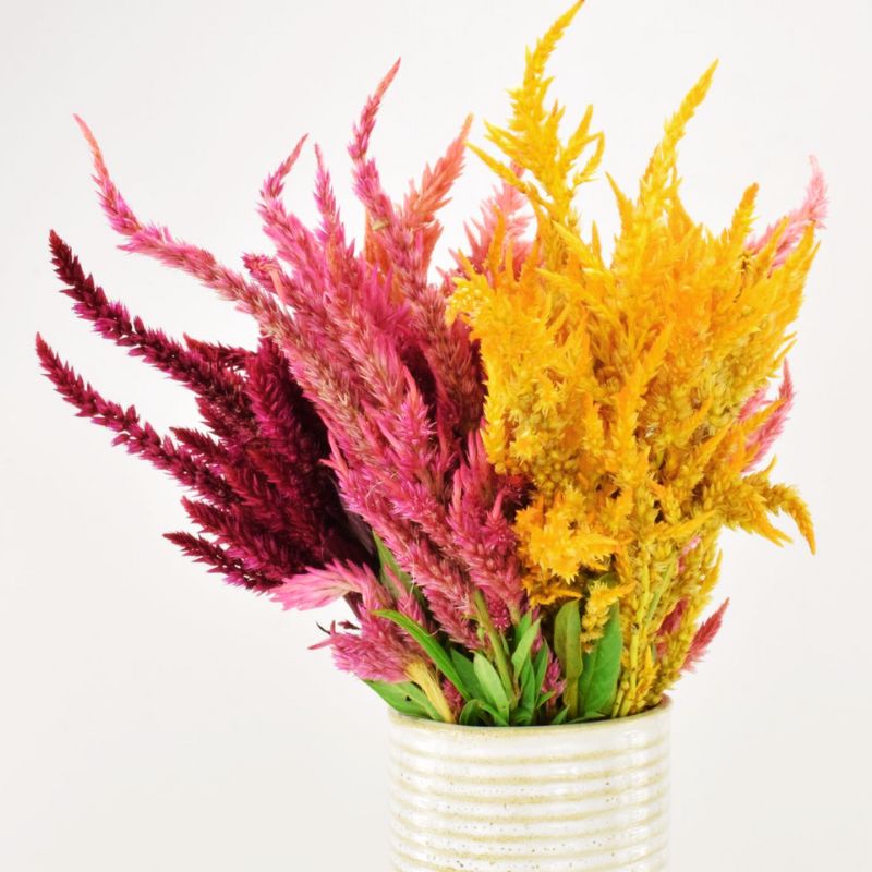 Celosia Sunday Mix Seed