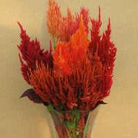 Celosia Sunday Mix Seed