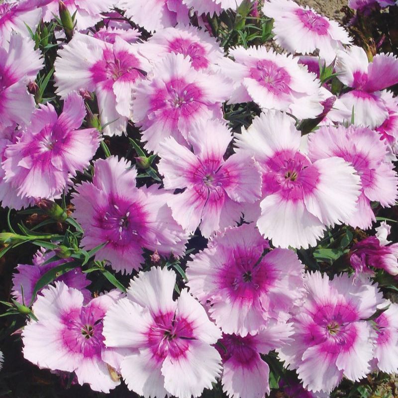 Dianthus Diana Lavender Picotee F1 Seed