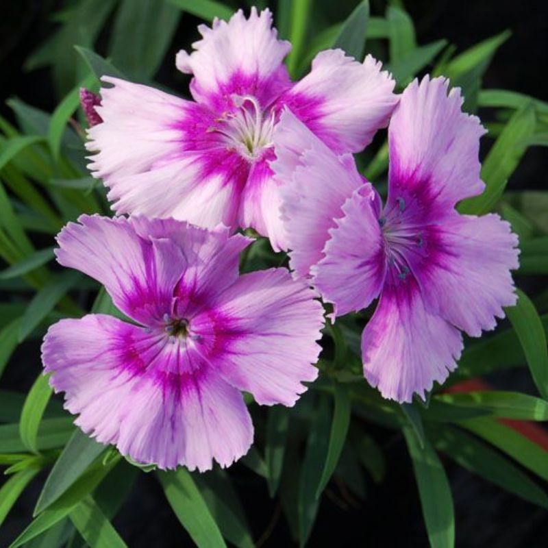 Dianthus Diana Lavender Picotee F1 Seed