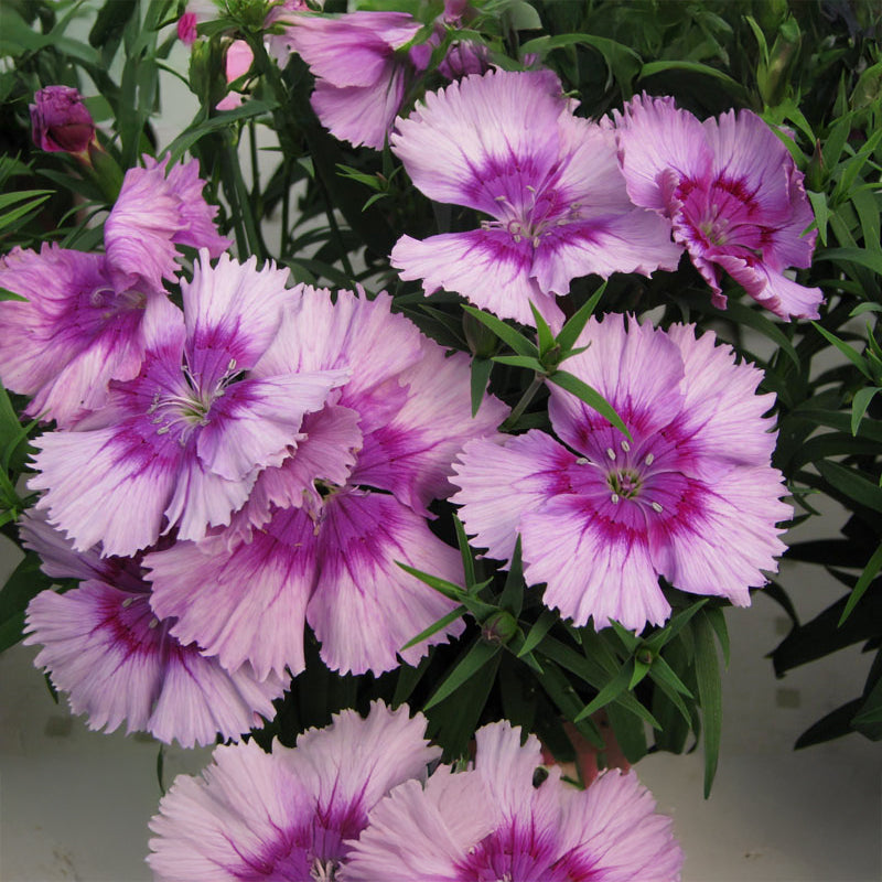 Dianthus Diana Lavender Picotee F1 Seed