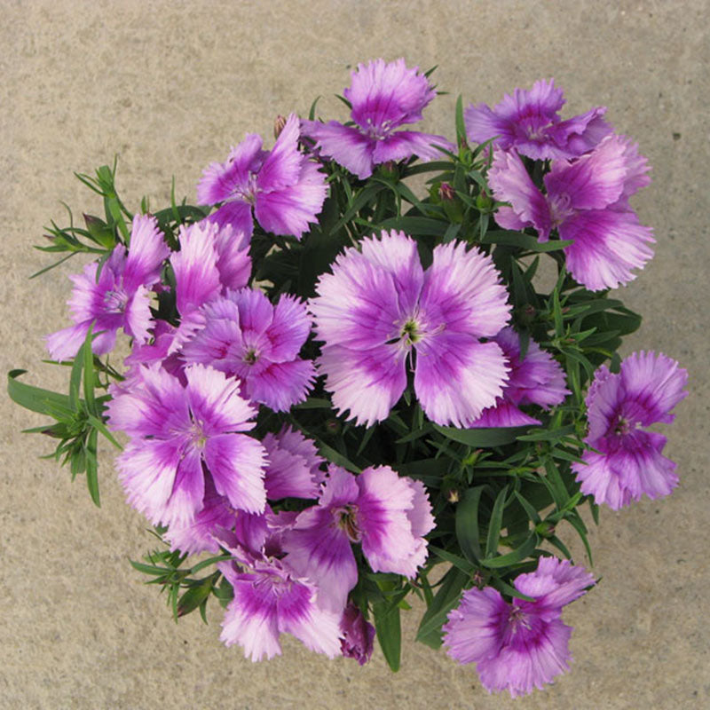 Dianthus Diana Lavender Picotee F1 Seed