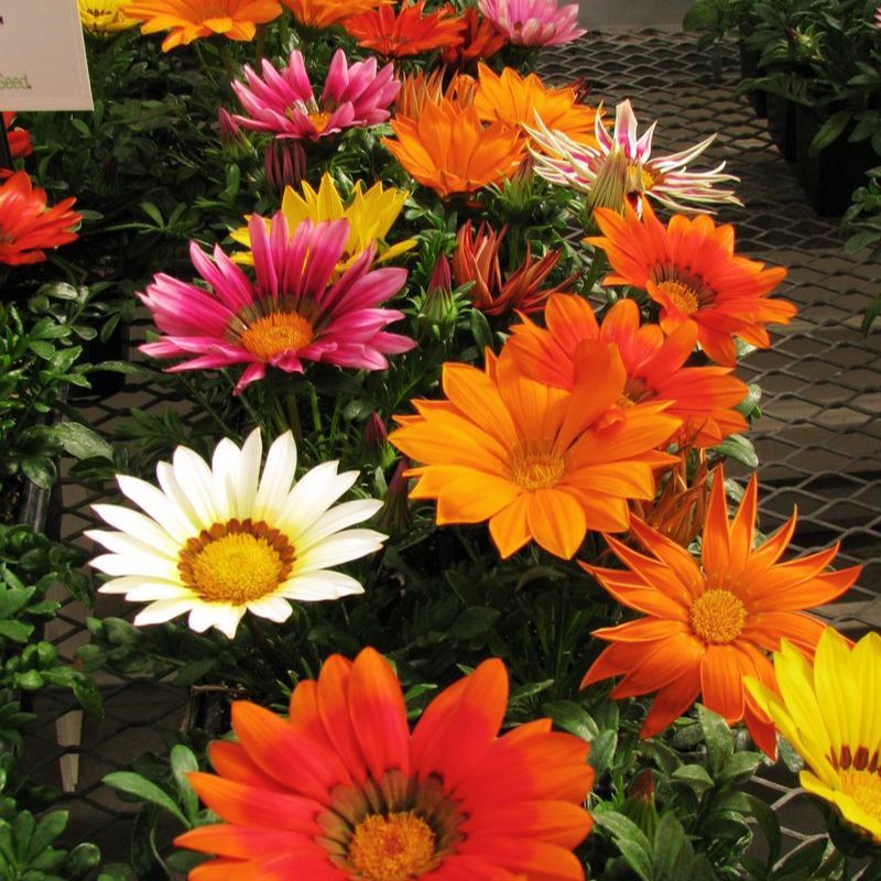 Gazania New Day Mix F1 Seed