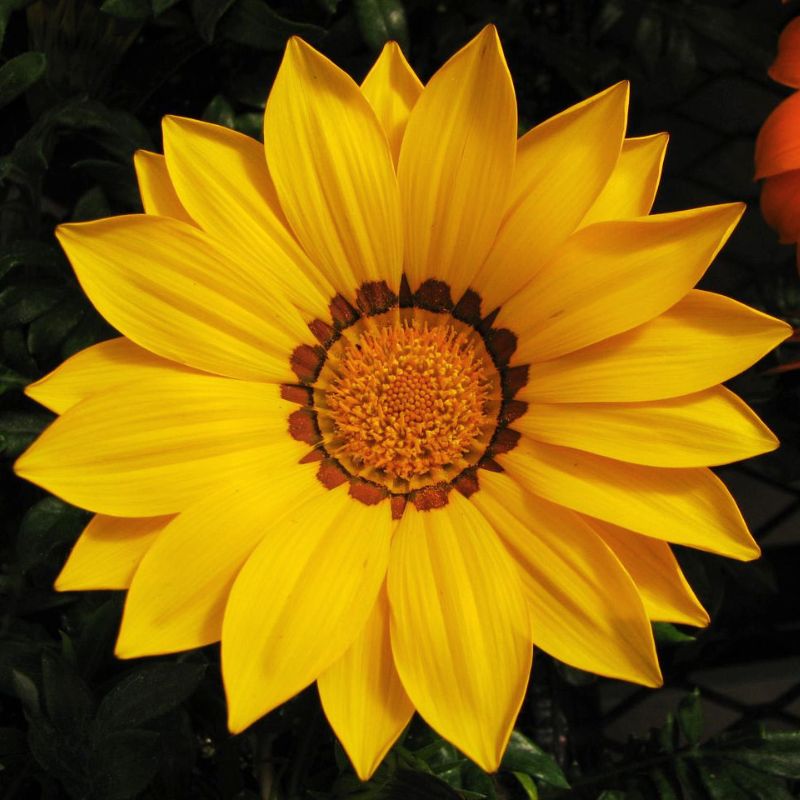 Gazania New Day Yellow F1 Seed