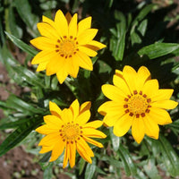 Gazania New Day Yellow F1 Seed