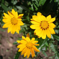 Gazania New Day Yellow F1 Seed