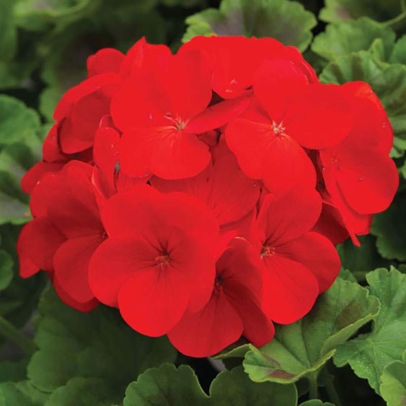 Geranium Pinto Premium Deep Red F1 Seed