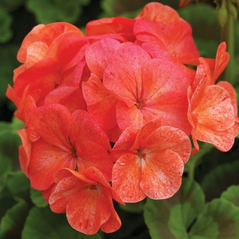 Geranium Pinto Premium Salmon Splash F1 Seed