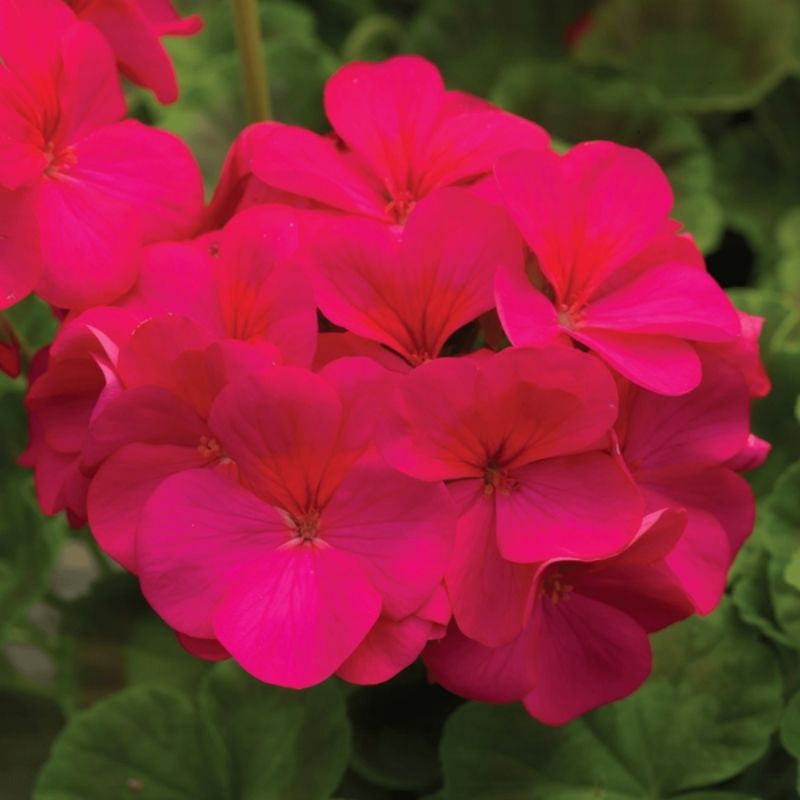 Geranium Pinto Premium Violet F1 Seed