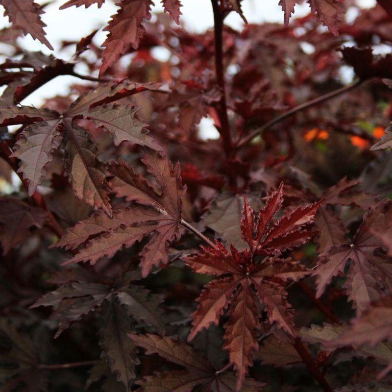 Hibiscus Mahogany Splendor Seed