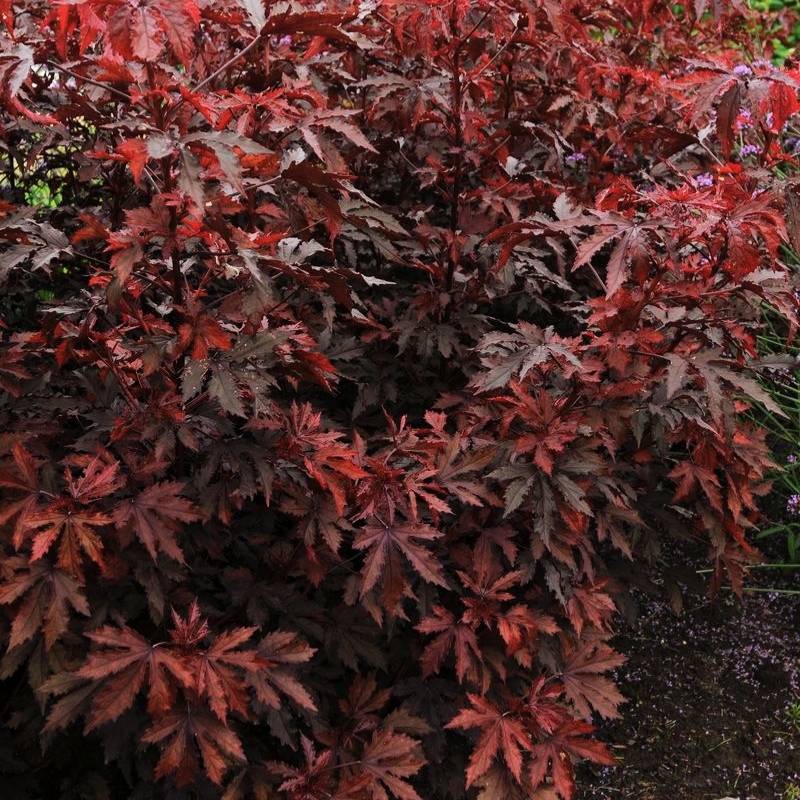 Hibiscus Mahogany Splendor Seed