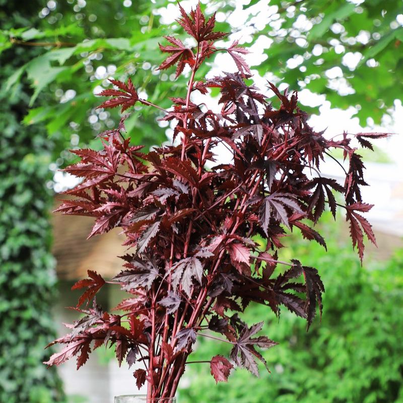 Hibiscus Mahogany Splendor Seed