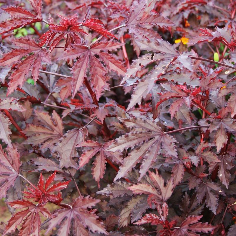 Hibiscus Mahogany Splendor Seed