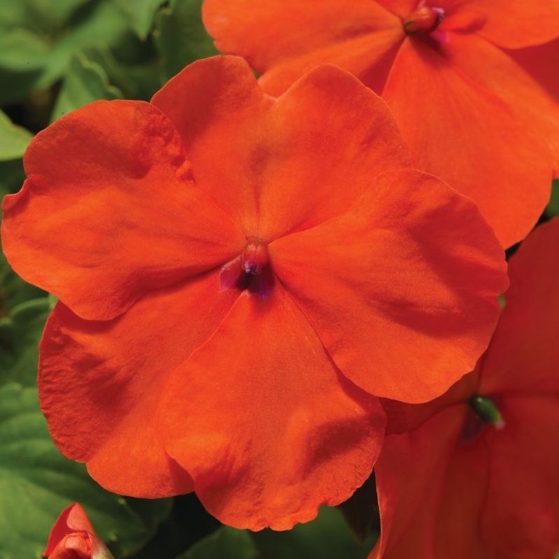 Impatiens Accent Premium Deep Orange F1 Seed