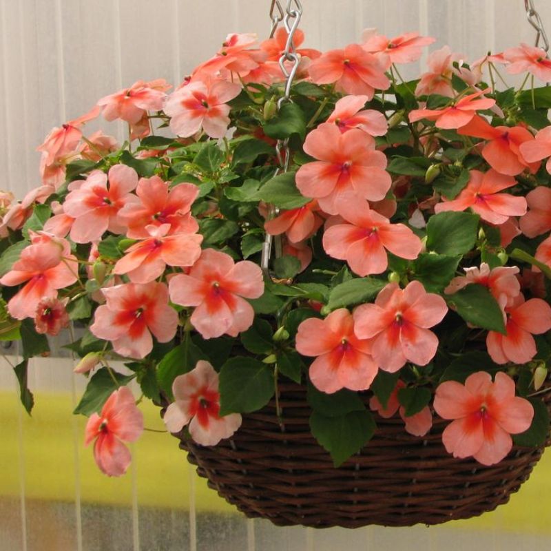 Impatiens Super Elfin XP Salmon Splash F1 Seed