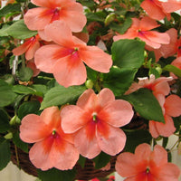 Impatiens Super Elfin XP Salmon Splash F1 Seed