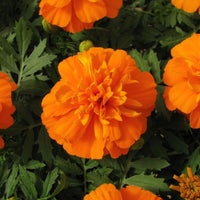 Marigold Bonanza Deep Orange Seed