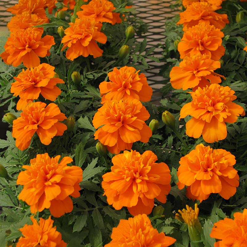 Marigold Bonanza Deep Orange Seed