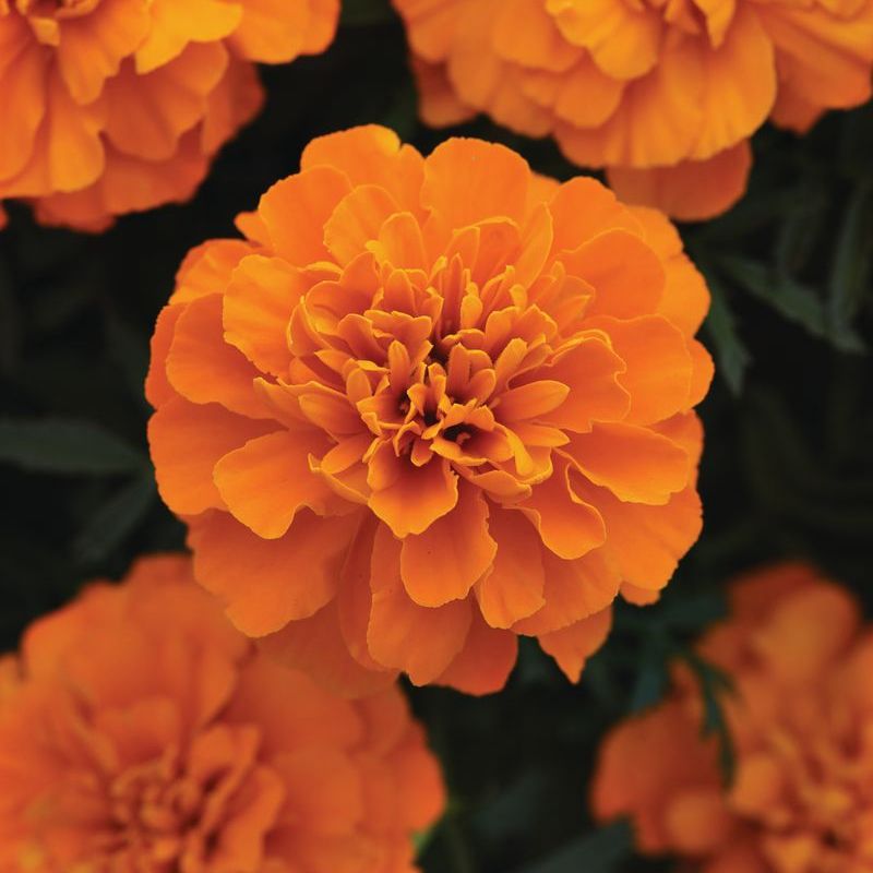 Marigold Bonanza Deep Orange Seed