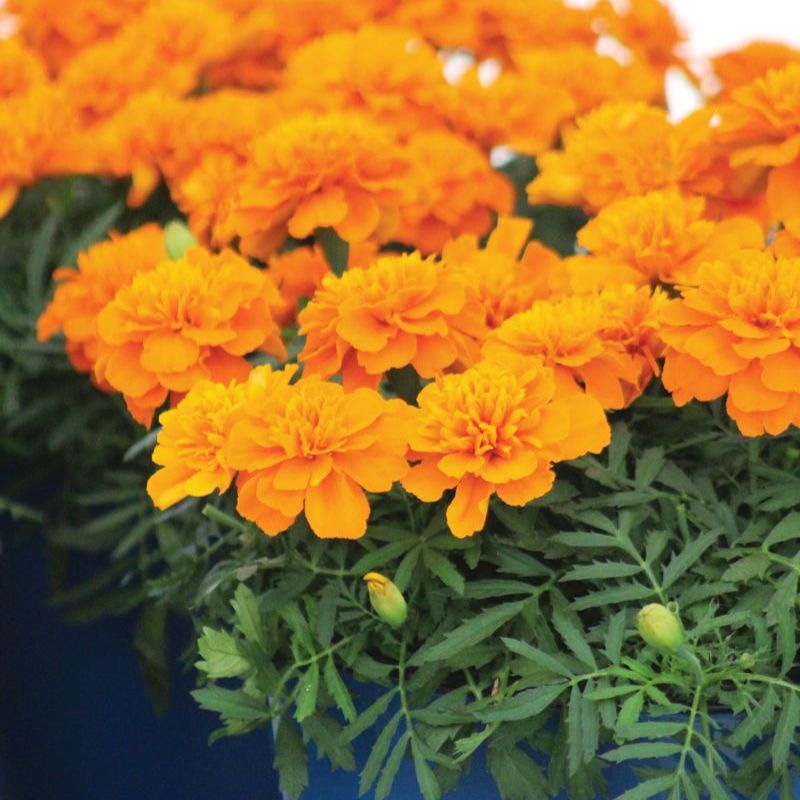 Marigold Bonanza Deep Orange Seed