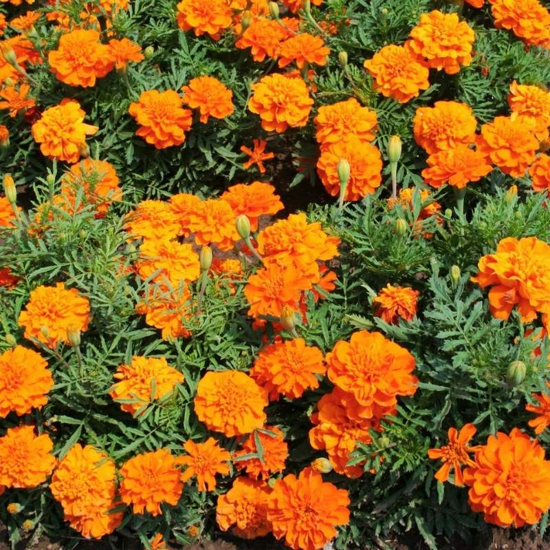 Marigold Bonanza Deep Orange Seed