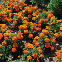 Marigold Bonanza Deep Orange Seed