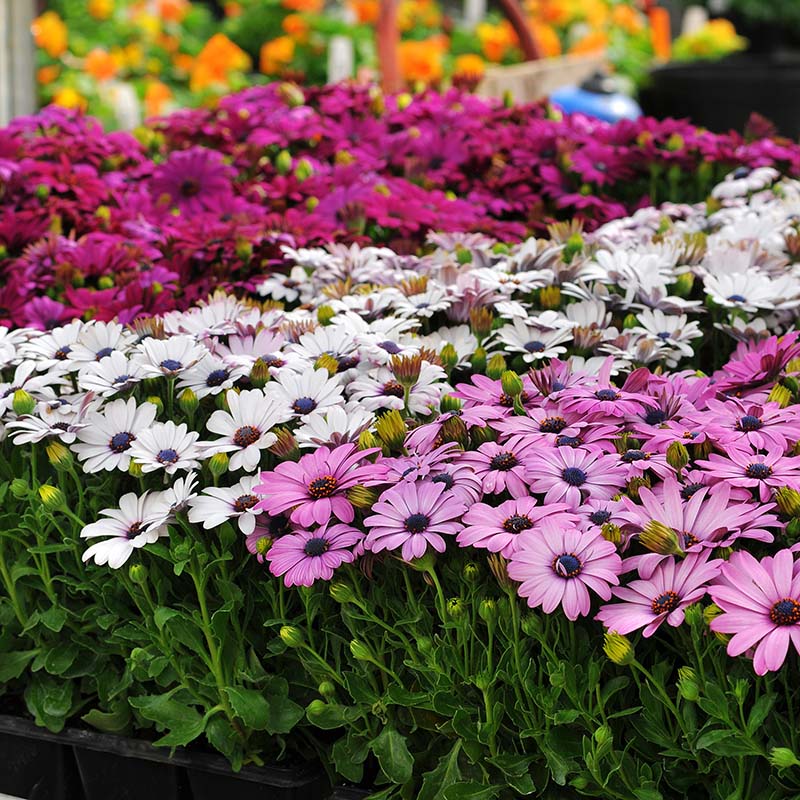 Osteospermum Akila Mix F1 Seed