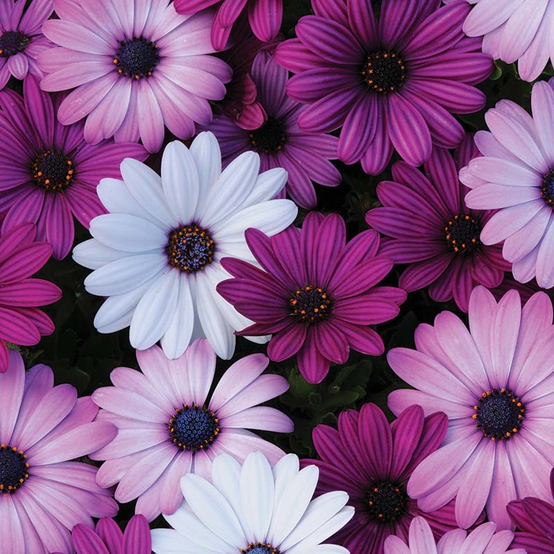 Osteospermum Akila Mix F1 Seed