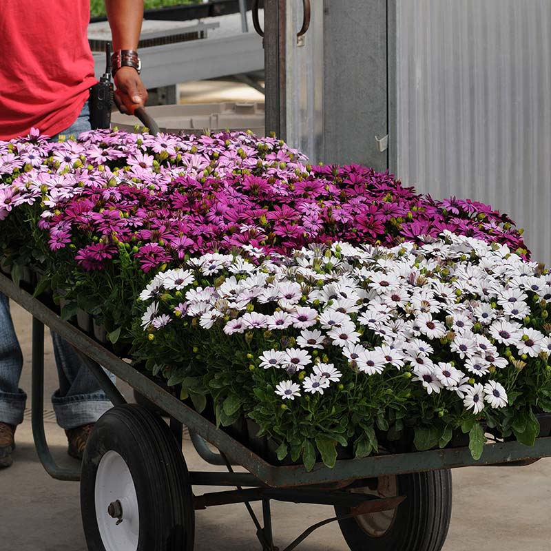 Osteospermum Akila Mix F1 Seed