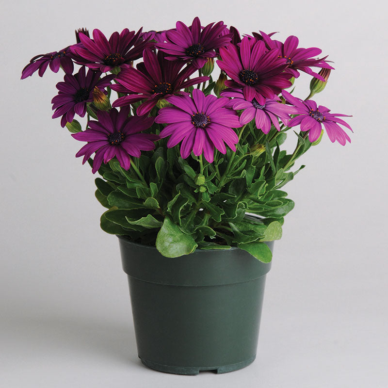 Osteospermum Akila Purple F1 Seed