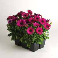 Osteospermum Akila Purple F1 Seed