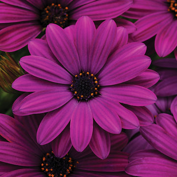 Osteospermum Akila Purple F1 Seed