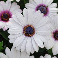 Osteospermum Akila White F1 Seed