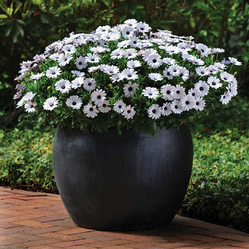 Osteospermum Akila White F1 Seed