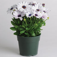 Osteospermum Akila White F1 Seed