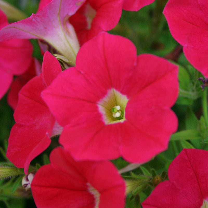 Petunia Shock Wave Coral Crush F1 Seed