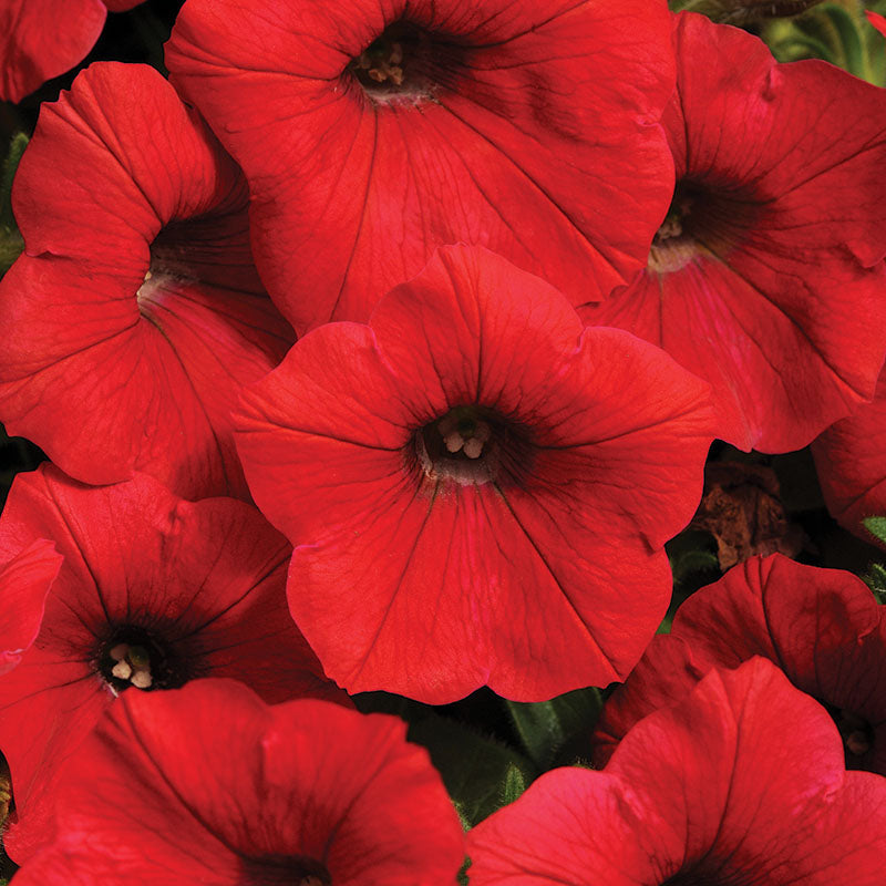 Petunia Shock Wave Red F1 Seed