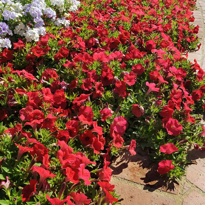 Petunia Shock Wave Red F1 Seed