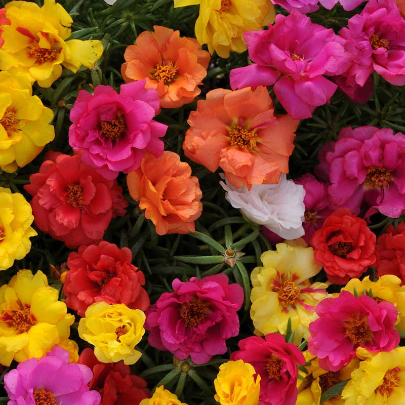 Portulaca Happy Hour Mix Seed